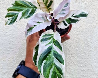 Calathea White Fusion bewurzelt, 4 Blätter schneiden