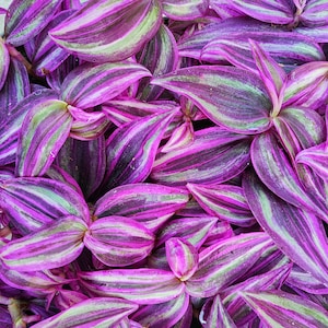 Tradescantia Pink Paradise, Wunderschöne Zimmerpflanze sehr einfach