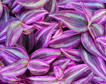 Tradescantia Pink Paradise, Magnifique plante d'intérieur très facile