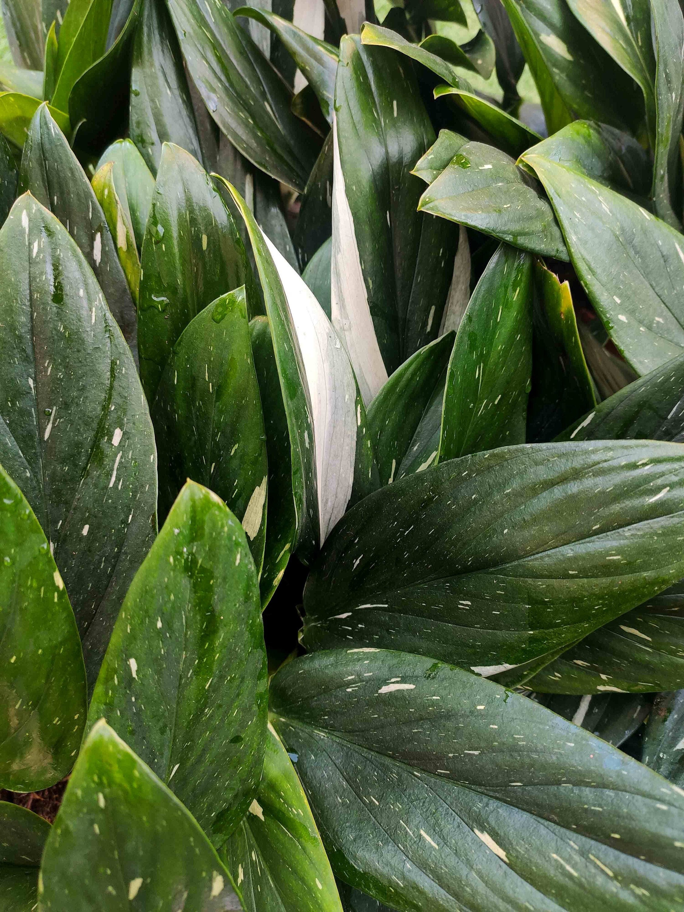 Rare Bouture de Philodendron Cobra- Monstera Standleyana Albo Variegata' - Bouture 5 Feuilles Enraci