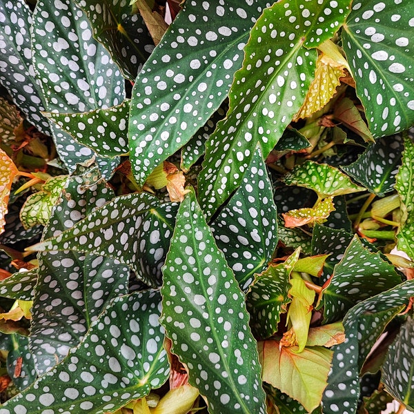 Begonia Maculata Double DOT - Très belle pied de plante colorée