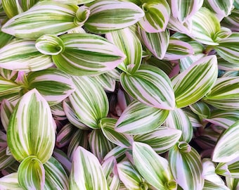 Tradescantia nanouk- Belle bouture bien enracinée- Plante misère- Tradescantia Nanouk 2 boutures