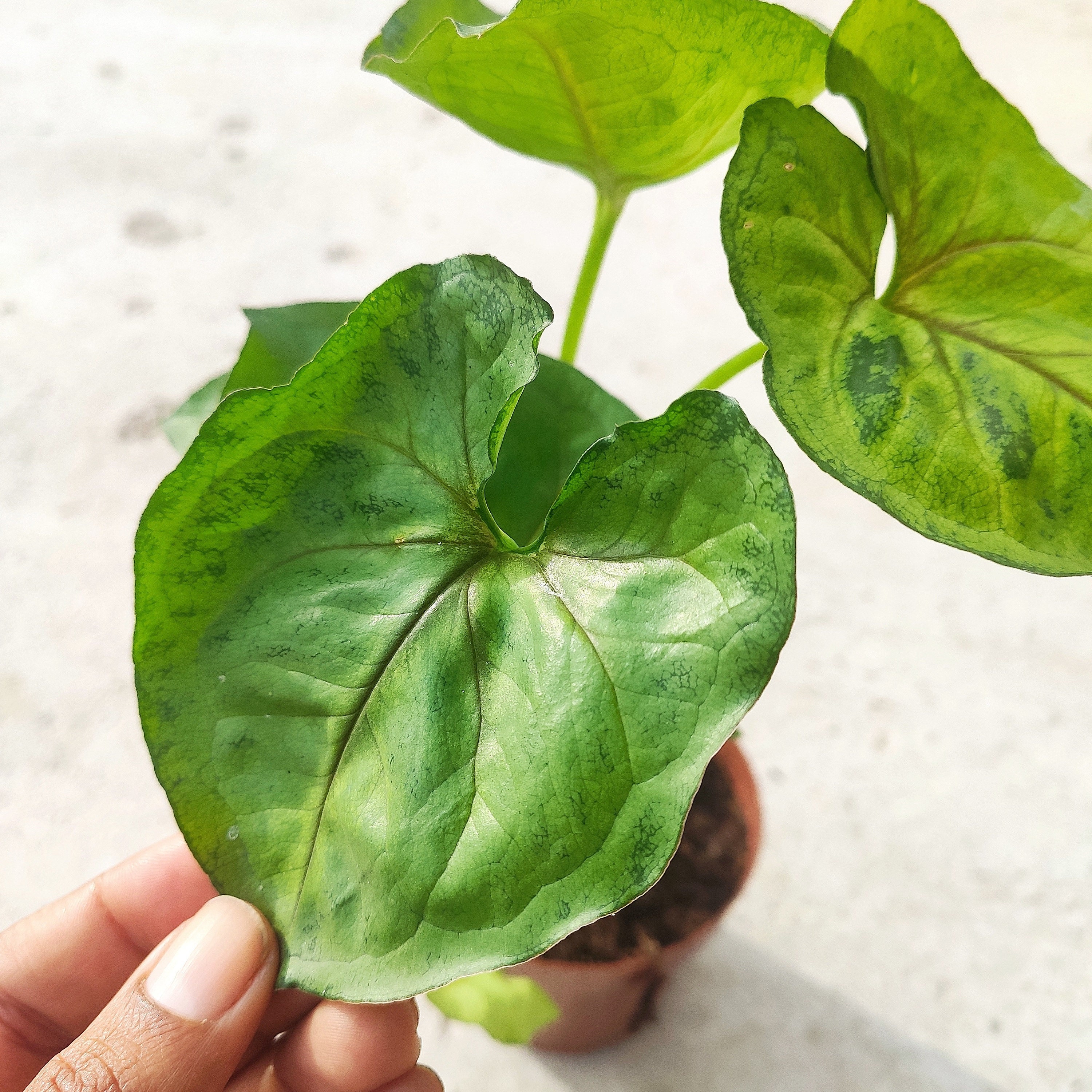 Syngonium Bob Allusion, Large Bouture de Syngonium Panachée Verte et Blanche avec Nerves Roses