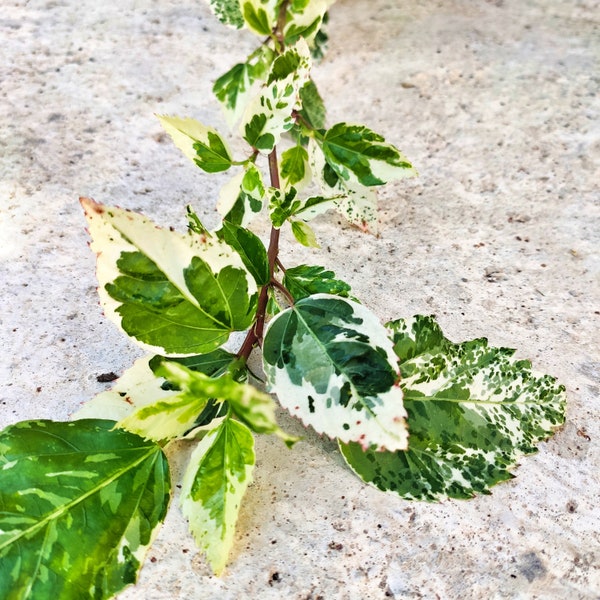 Großer Steckling von Hibiscus Rosa Sinensis Variegata. Sehr schöner, im Boden verwurzelter Stiel mit bunten Blättern – rote Blüten