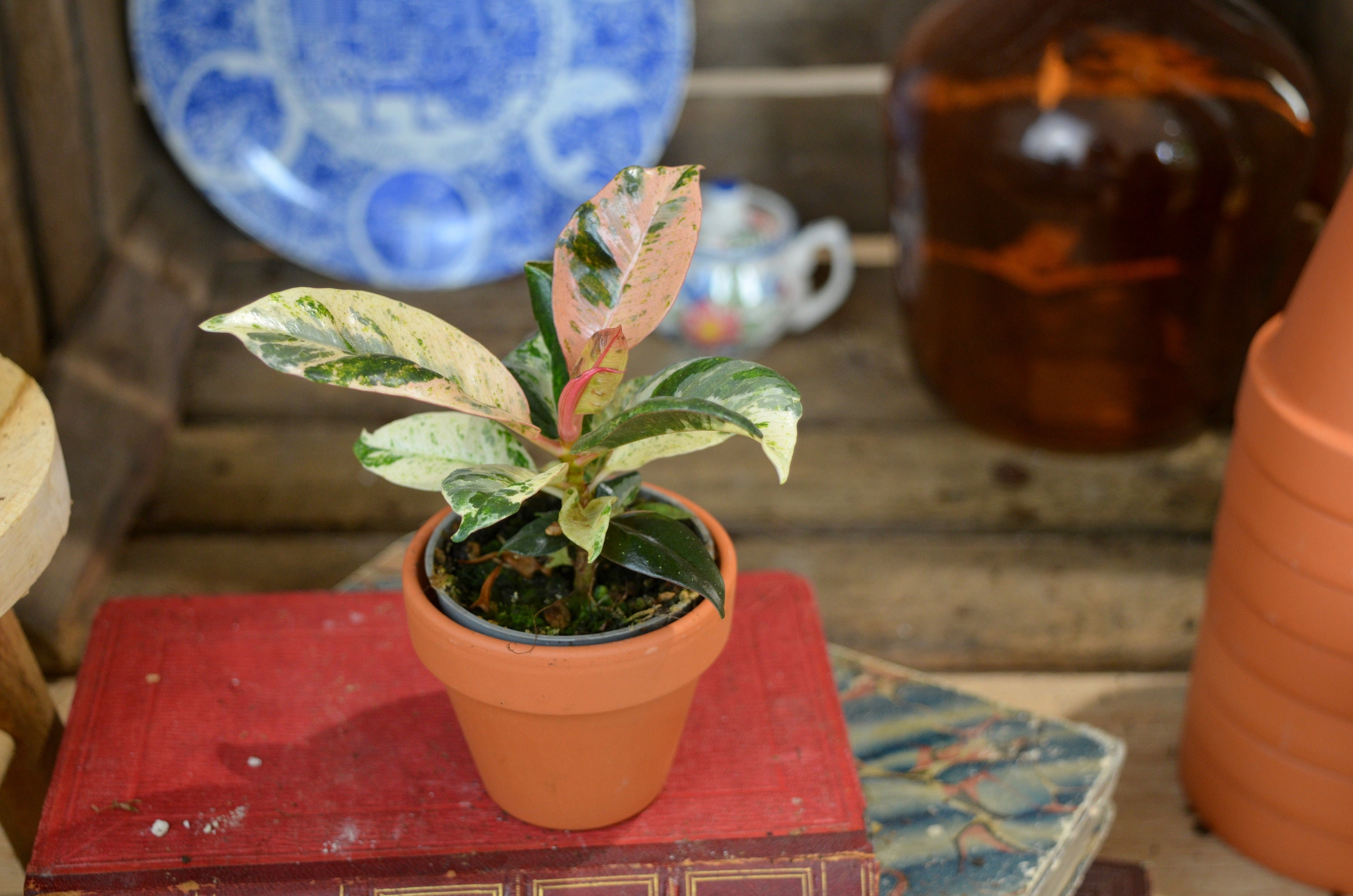 FICUS SHIVEREANA MOONSHINE With Pink Leaves - Rare and Extremely ...