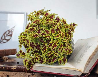 Coleus Love Bird