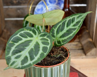 Anthurium Silver Blush