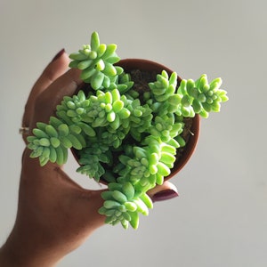 Sedum Burrito o Stonecrop, una magnífica suculenta atípica y perenne, Cascadas Azules rústicas a 5 grados