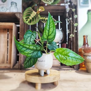 Monstera siltepecana cuttings beautiful cuttings rooted in soil