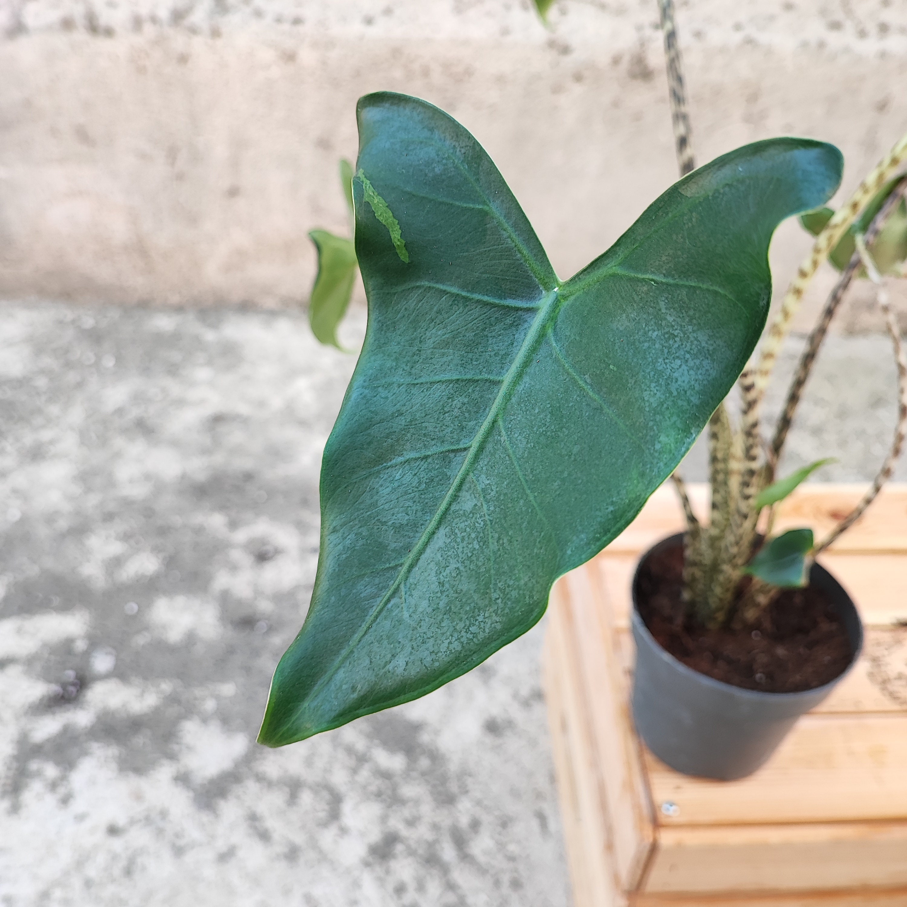 A Cutting of Alocasia Zebrina Tiger (ALOCASIA SIBERIAN TIGER), a Very  Beautiful Houseplant With White Zebra-striped Petioles. - Etsy Denmark
