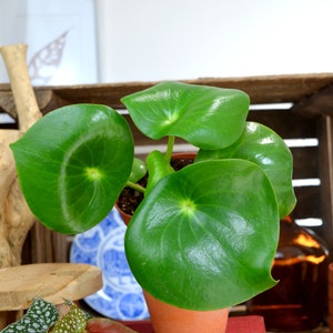 Peperomia Raindrop M image 2