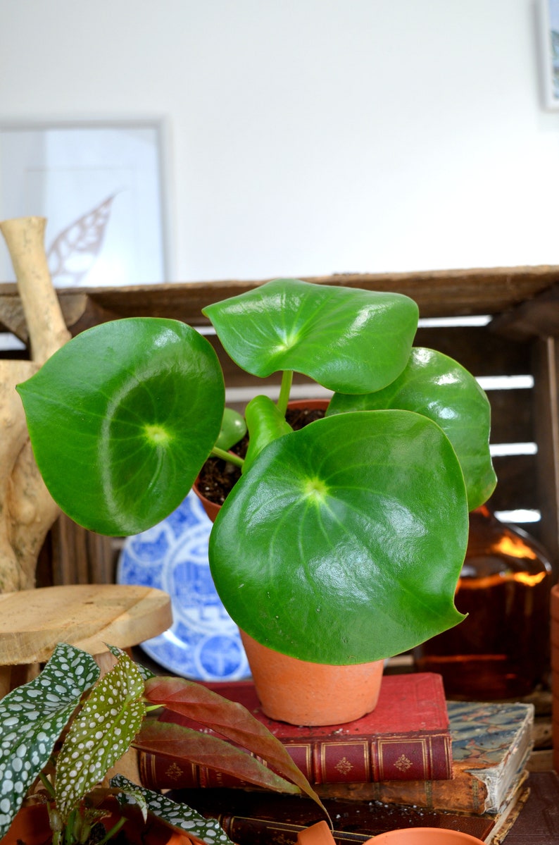 Peperomia Raindrop M image 2