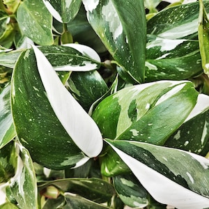 Philodendron White Princess