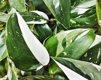 Philodendron White Princess, 5-Blatt-Ausschnitt – Seltener Philodendron mit viel Weiß – Einfache Pflanze aus der Familie der Araceae