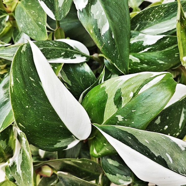 Philodendron White Princess Coupe de 5 feuilles- Philodendron rare avec beaucoup de blanc- Plante facile de la famille des Araceae