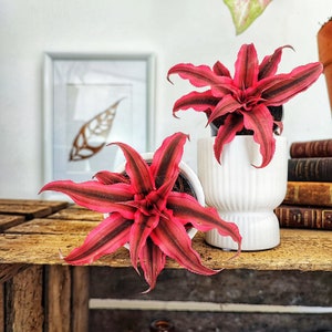 Cryptanthus SUPER PINK