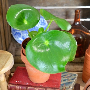 Peperomia Raindrop M image 3