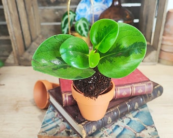 Peperomia Lemon Green