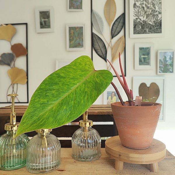 Philodendron Painted Lady - Bouture d'une feuille enracinée de terre