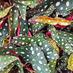 Begonia maculata wightii- Very beautiful green and white plant base with small silver dots