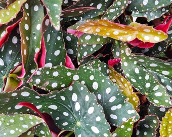 Begonia maculata wightii- Très belle pied de plante Vert et blanc à petit pois argentées