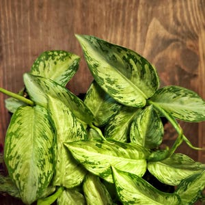 Dieffenbachia SNOW