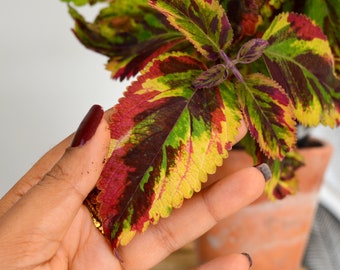 Coleus HYBRID COMBAT, painted nettle