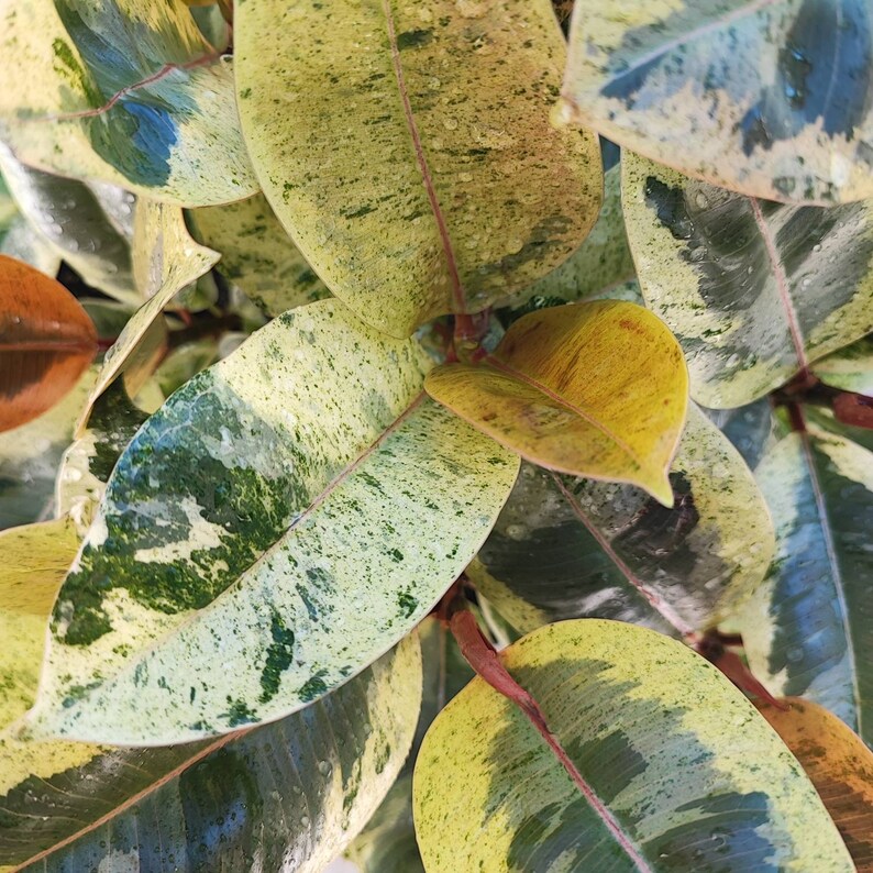 FICUS SHIVEREANA MOONSHINE With Pink Leaves - Rare and Extremely ...