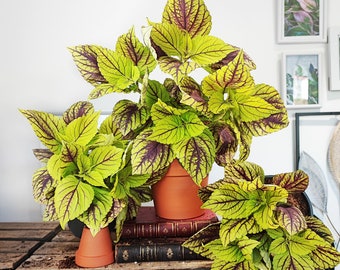 Coleus Gay's Delight