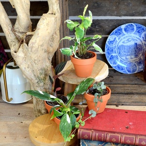 COMBO PRINTEMPS 4 plantes: Ceropegia Silver Glory, Syngonium T25, Ludisia Jasper Velvet, Philodendron White princesse image 1