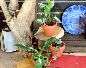 SPRING COMBO 4 plants: Ceropegia Silver Glory, Syngonium T25, Ludisia Jasper Velvet, Philodendron White princess