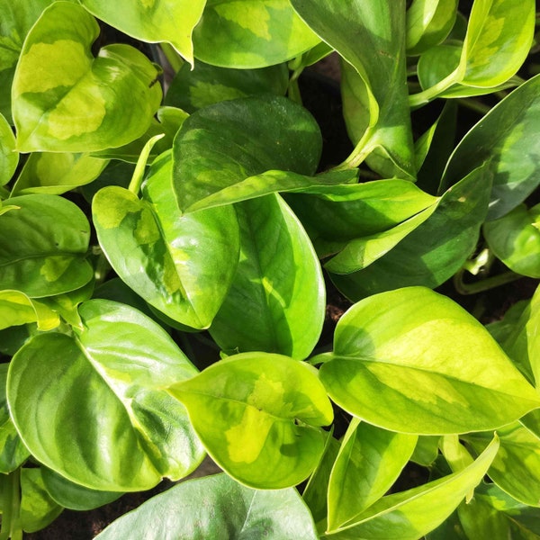 RARE Epipremnum Global Green, Pothos Global Green - boutures environ 6-8 feuilles au minimum