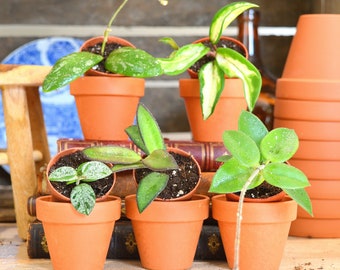 LOT OF 5 HOYA: Hoya Mathilde Splash, Hoya Crimson Princess, Hoya Rosita, Hoya Chouke, Hoya Sigillatis Round Leaves