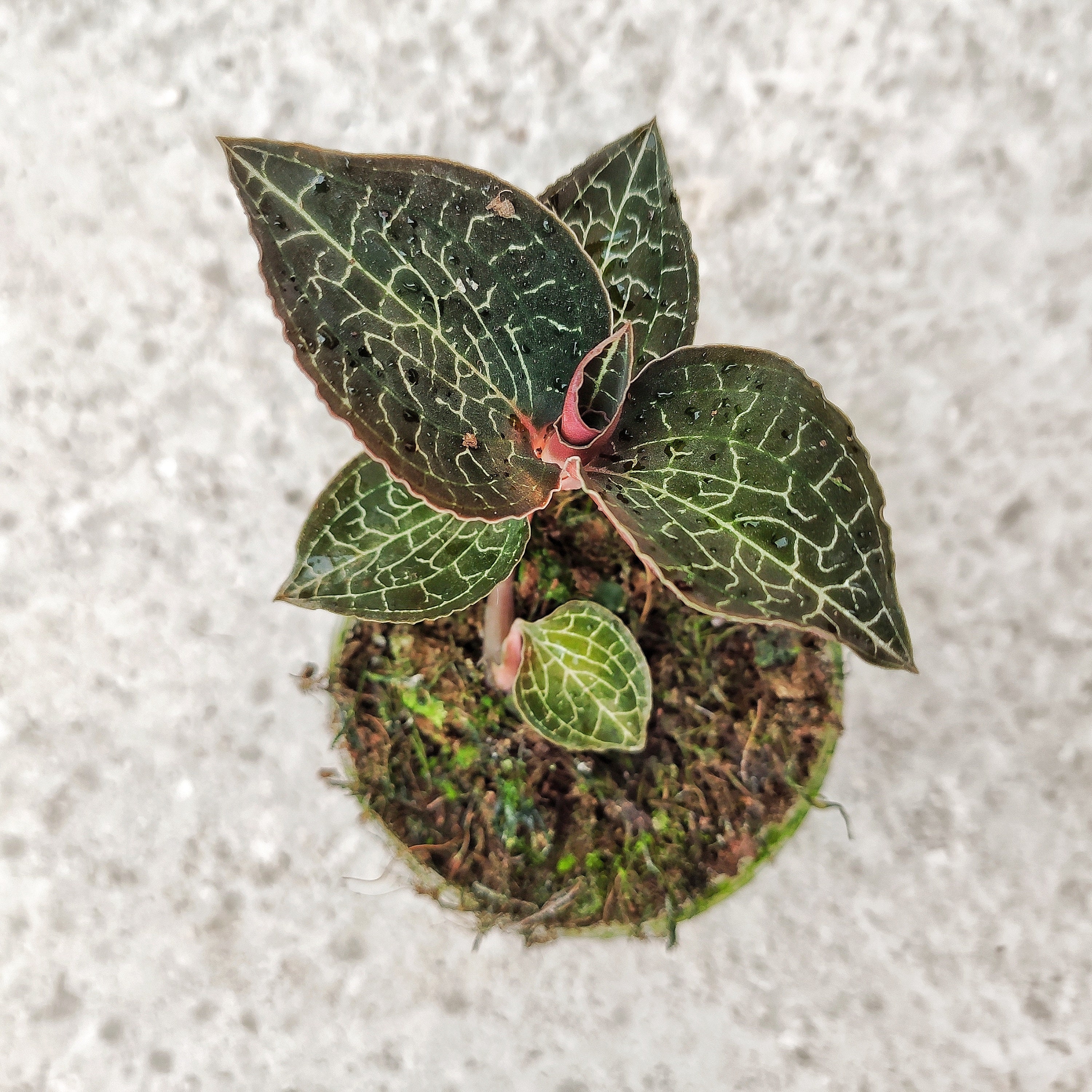 Anoectochilus Formosanus Hayata