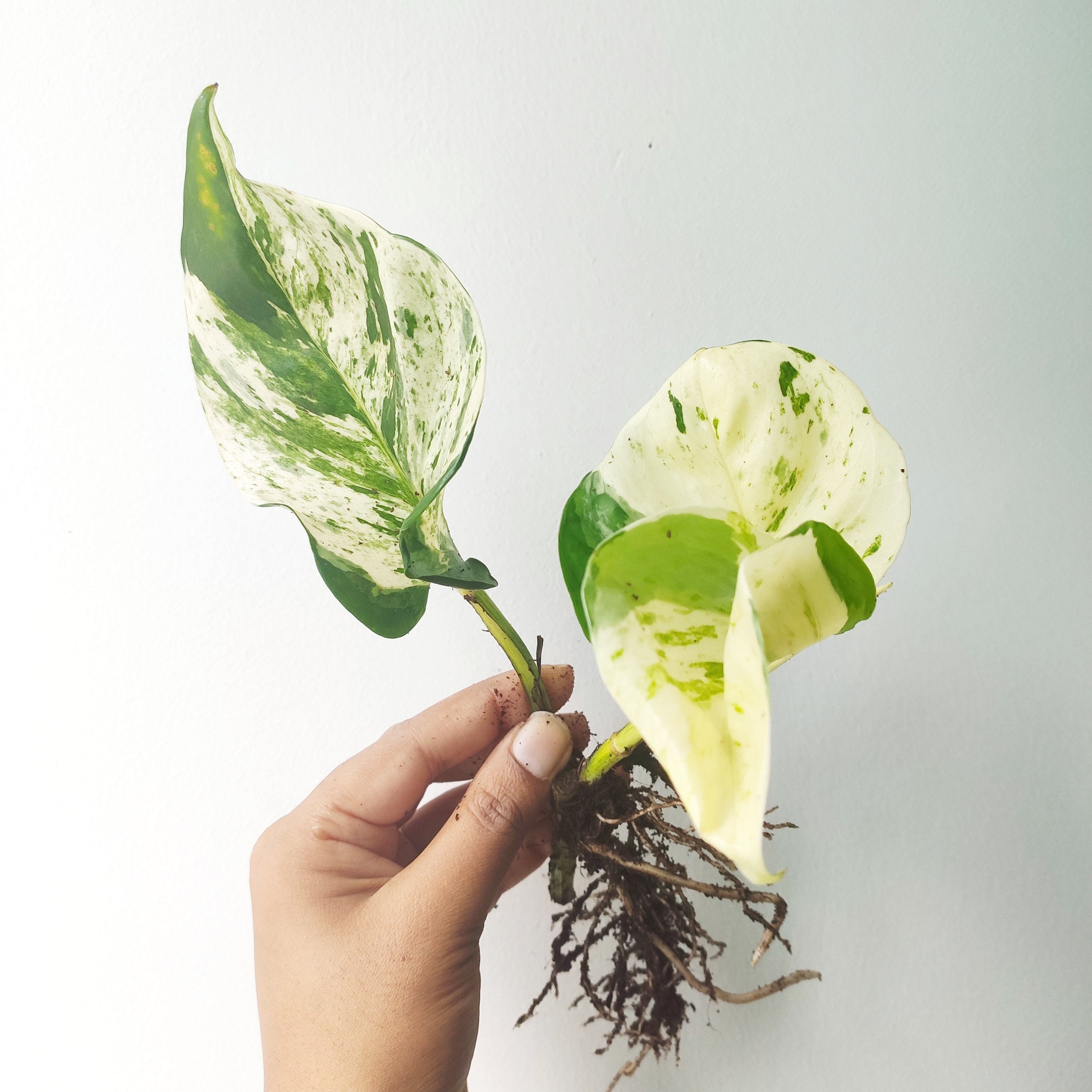 RARE Epipremnum MANJULA Epipremnum Pinnatum Manjula Pothos - Etsy Singapore