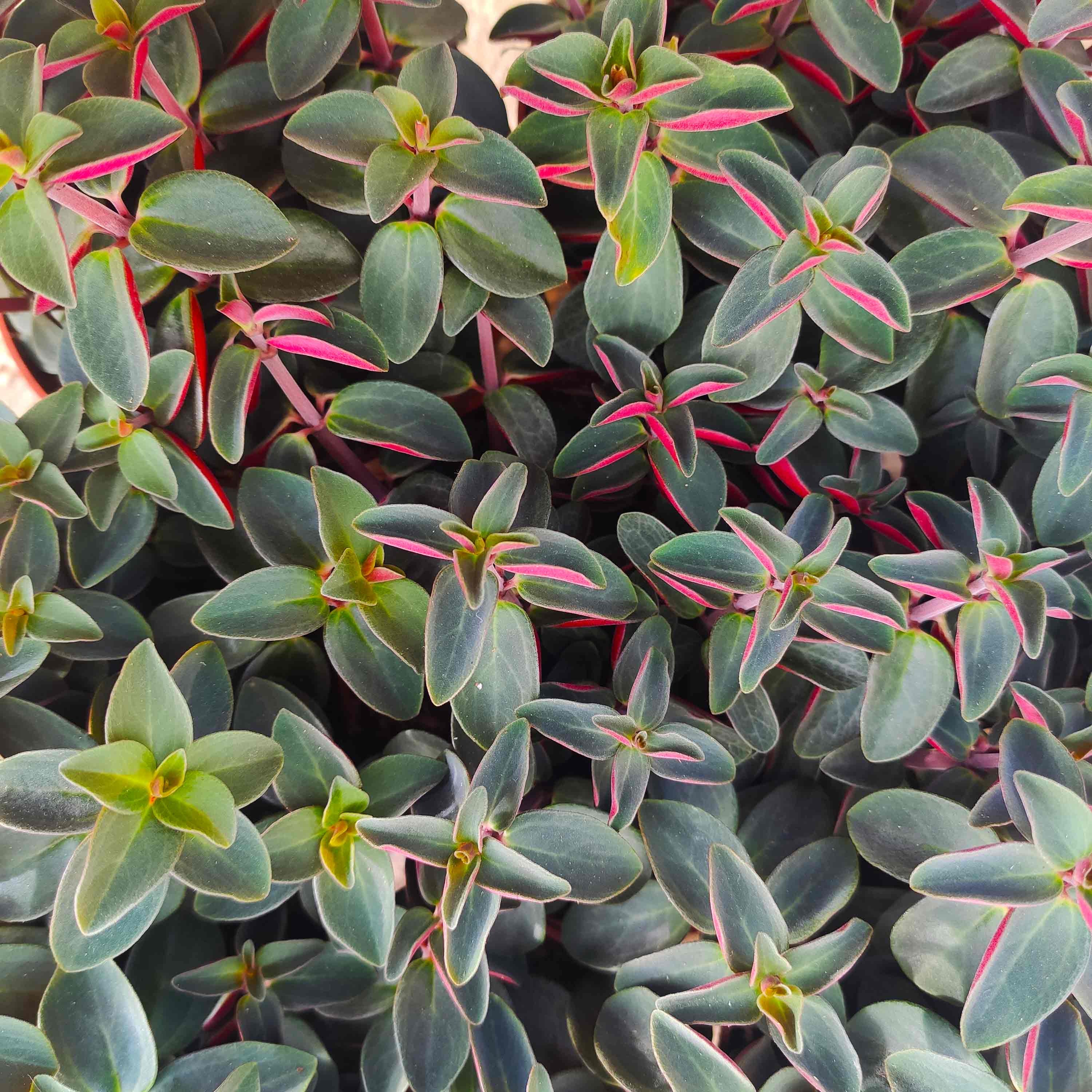 Peperomia Red Log' Verticilata Red - Très Belle Bouture de Feuilles Minuscules et Discrets