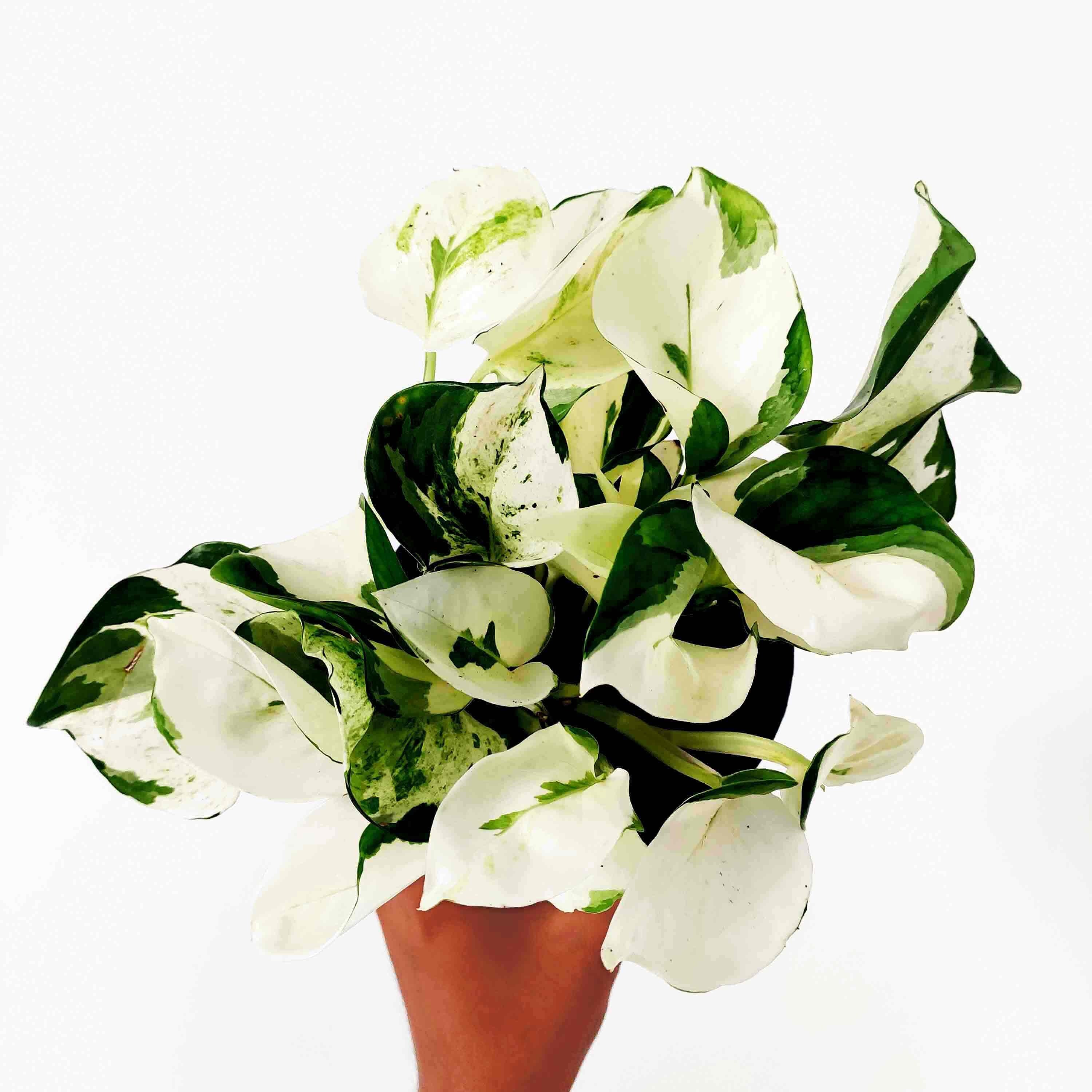 Rare Epipremnum Harlequin - Rare Super White Cultivar d'epipremnum Aureum Harlequin 3-4 Feuilles