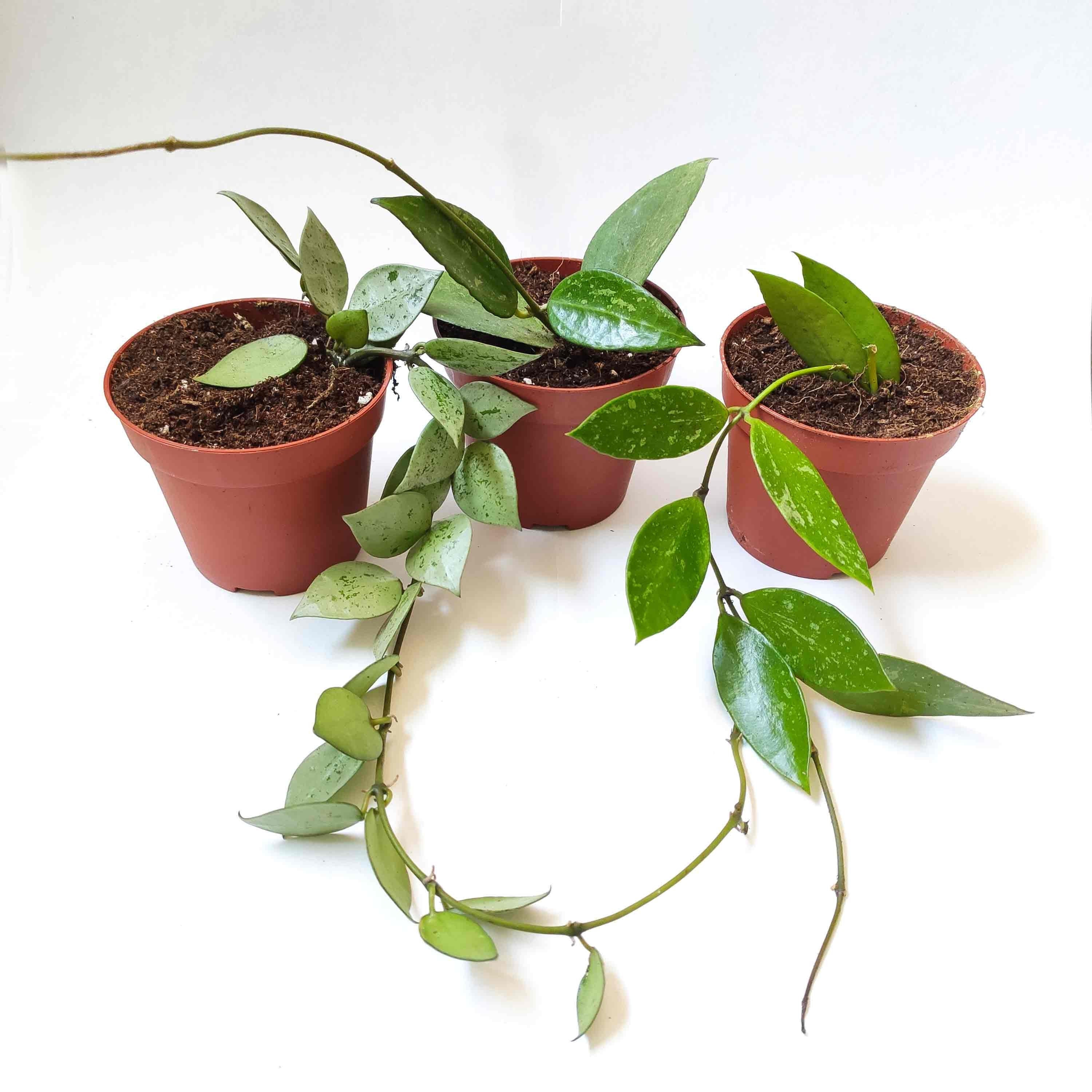 Hoya Set de 3 | Hoya Krohniana Eskimos Gracilis Memoria Parasitica Black Edge Set Trois Rare Hoyas