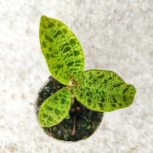 MACODES PETOLA Jewel Orchid cutting, magnificent foliage plant with about 3 leaves, FREE Coco Peat cutting delivered in a pot
