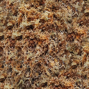 Madagascar sphagnum moss
