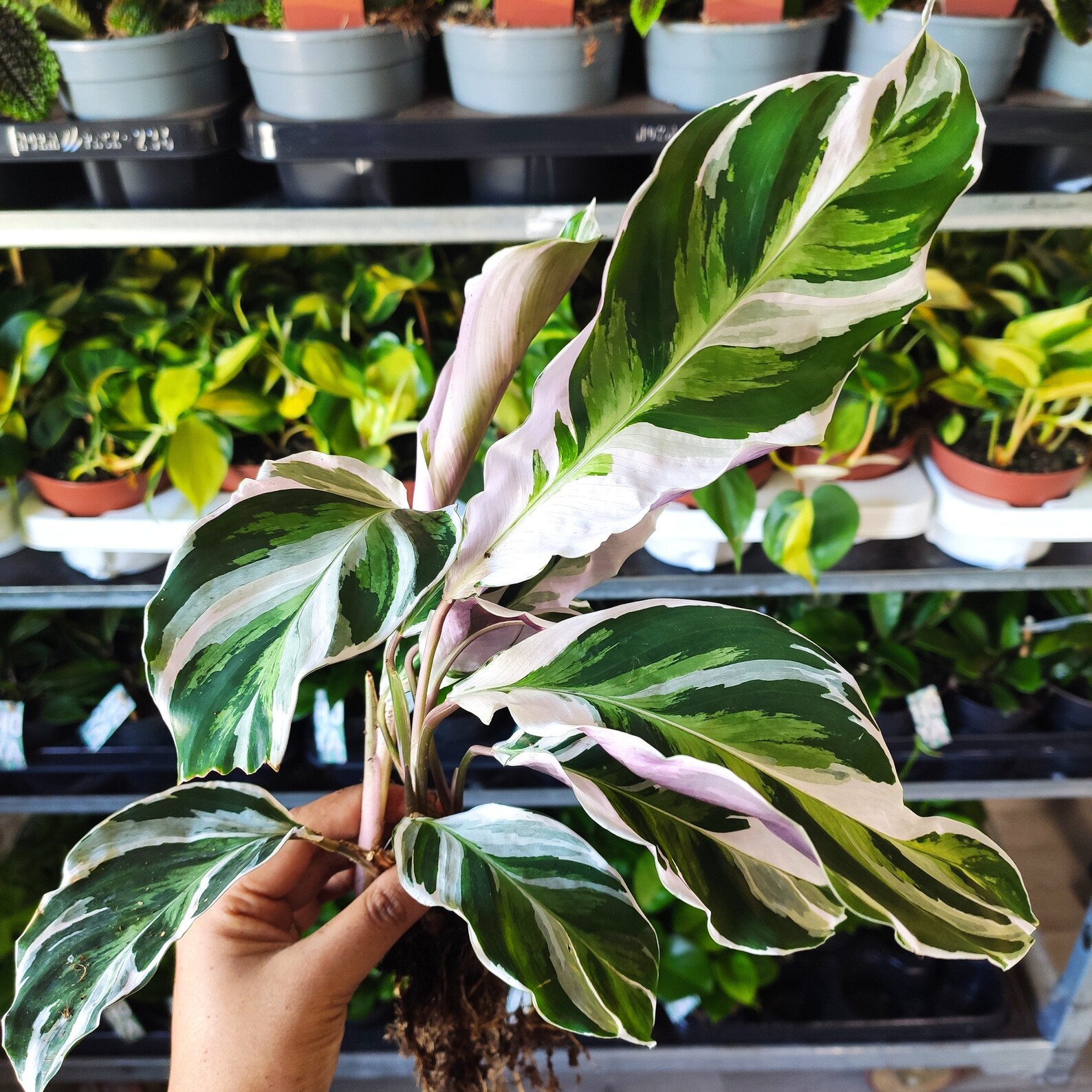calathea-white-fusion-bouture-enracin-e-4-6-feuilles-etsy-france