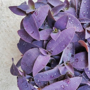 Tradescantia Purple Heart-sticklingar - Lila krukväxter för hemmet, prydnadsväxt, vandrande jude