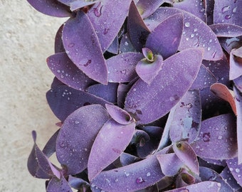 Talee di Tradescantia Purple Heart - Piante d'appartamento viola per la casa, pianta di miseria per la decorazione delle piante