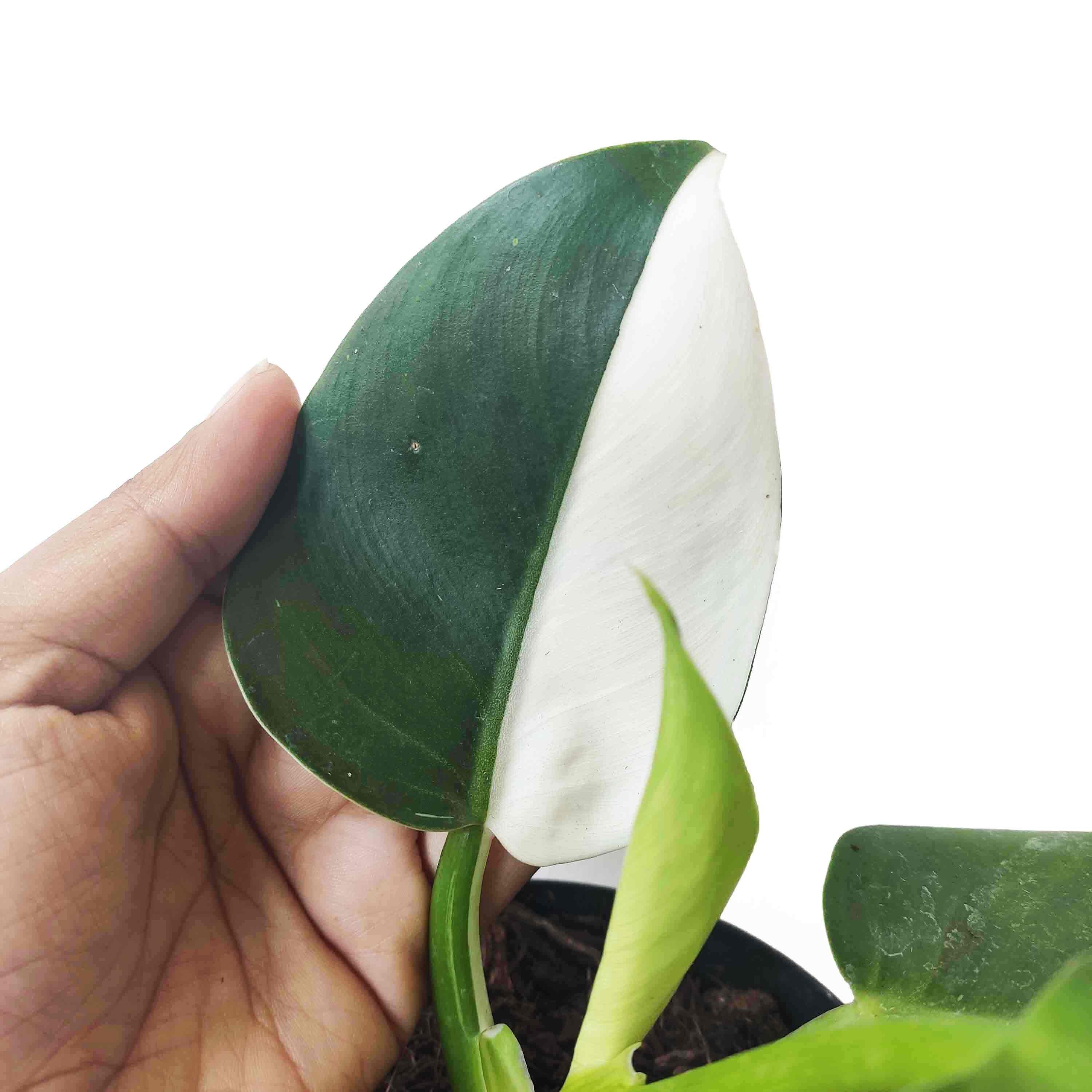 Extreme Rare Half Moon Philodendron White Wizard Good Etsy Singapore
