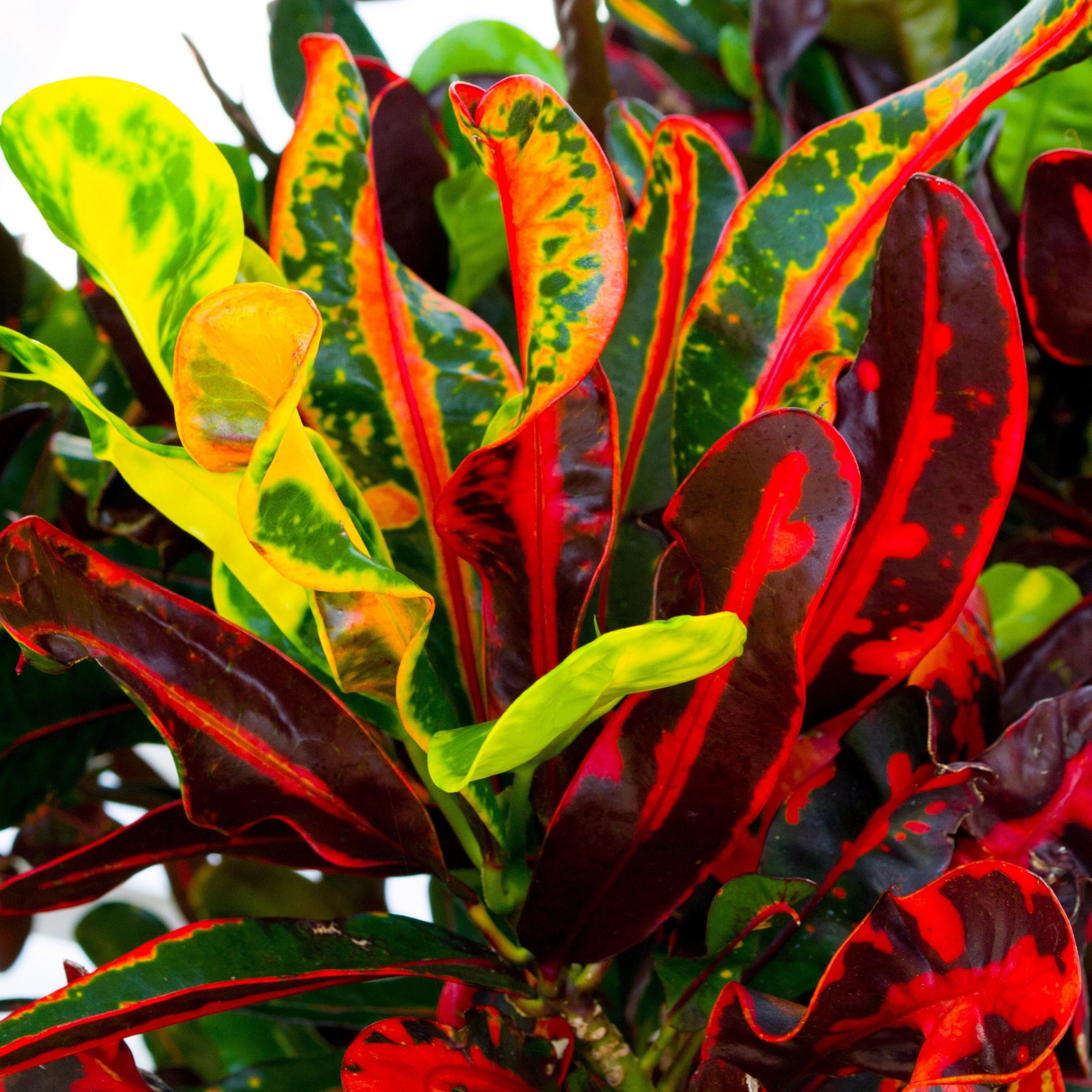 4 CrotonMammy Crotons Codiaeum vivantes Plantes Etsy