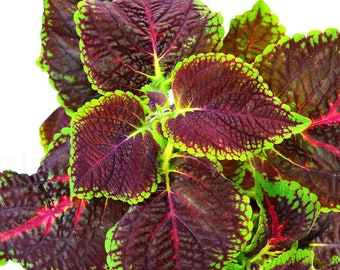 Coleus blumei RED PASSION, pied bien enracinée en terre 35cm