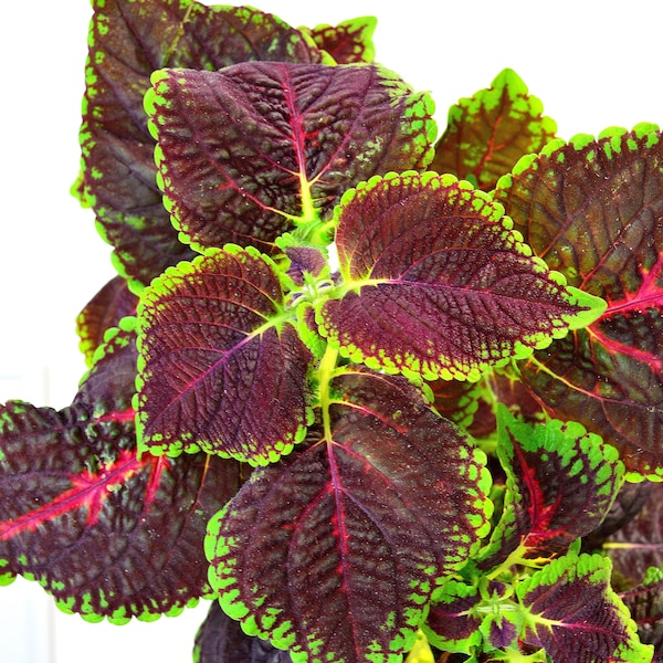 Coleus blumei RED PASSION, pied bien enracinée en terre 35cm