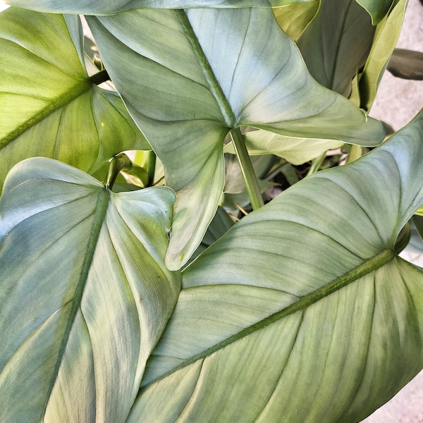 Rare Philodendron Silver Dust (XL), Feuilles couleur vert d'eau avec un finiton très argentée