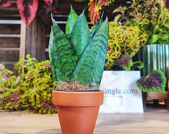 Sansevieria zeylanica (S)