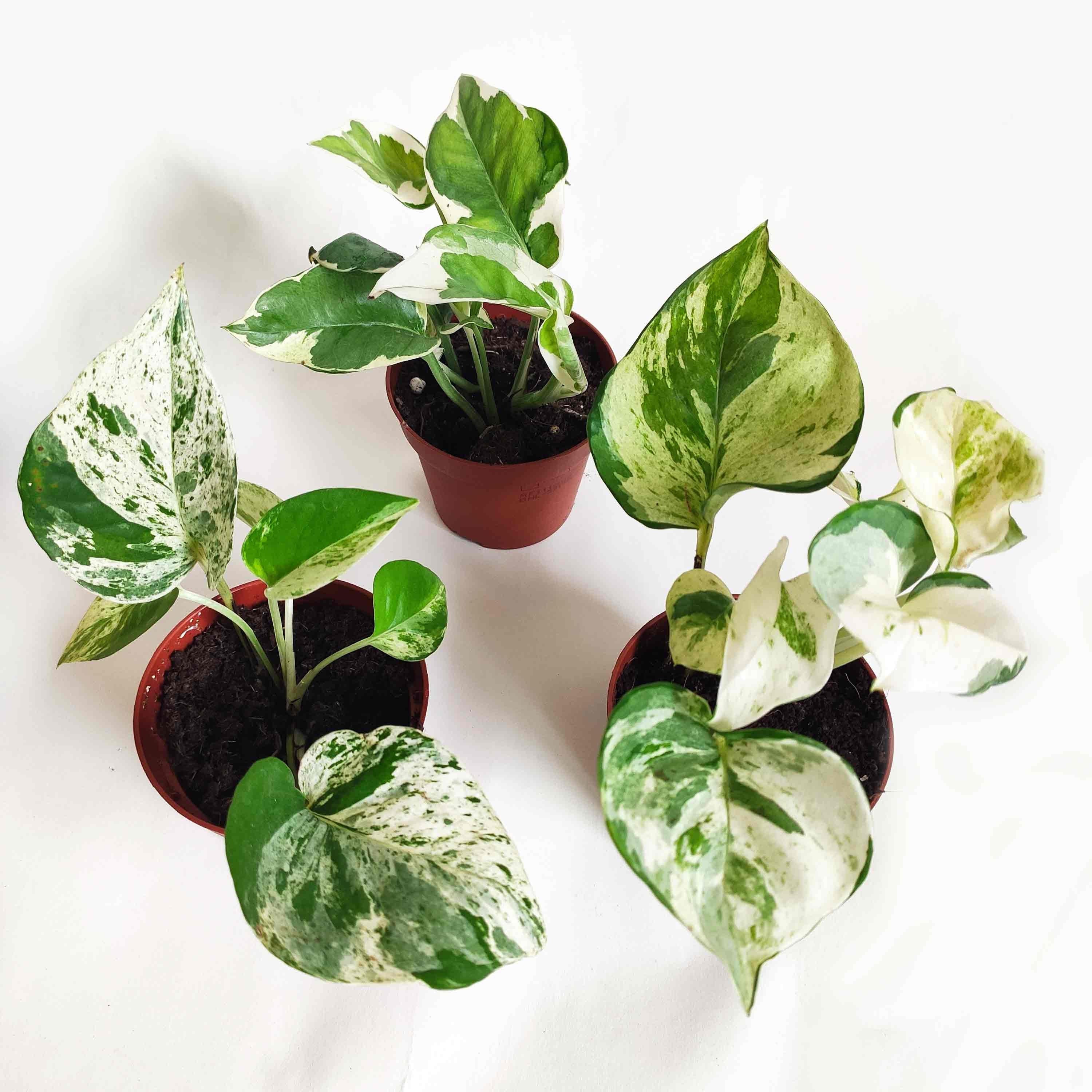 Pothos Scindapsus | Lot de 3 | Pothos Marble Queen Manjula N-Joy